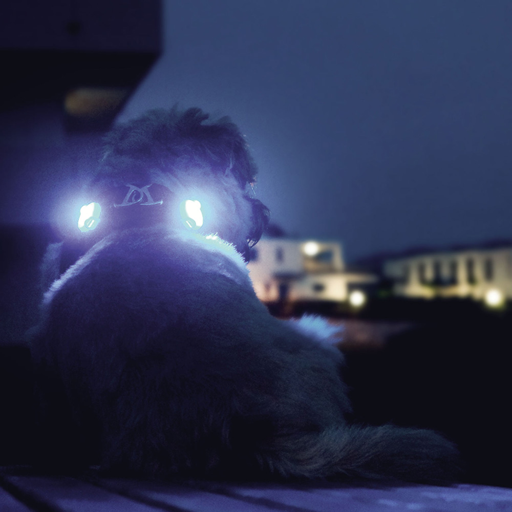 Curli Dog Luumi LED