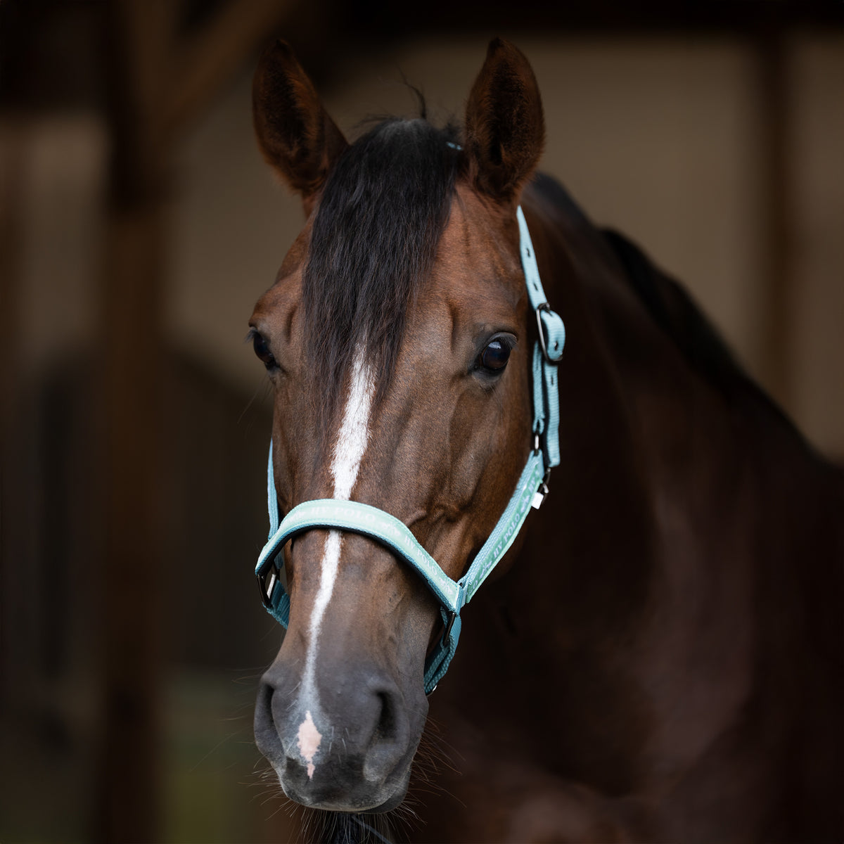 HV Polo Headcollar HVPNena Mineral