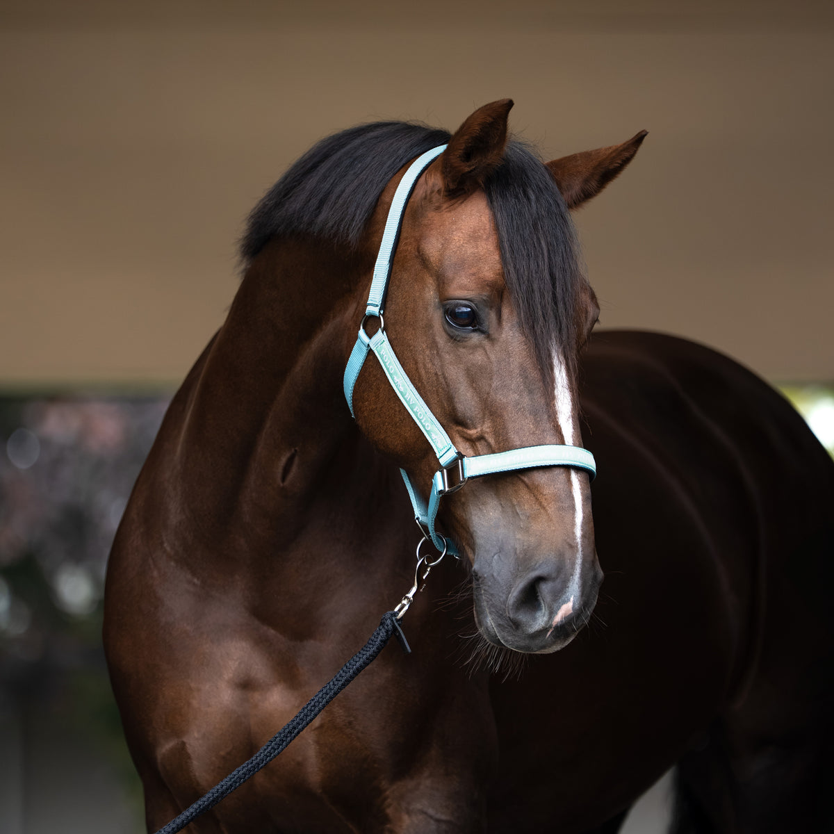 HV Polo Headcollar HVPNena Mineral