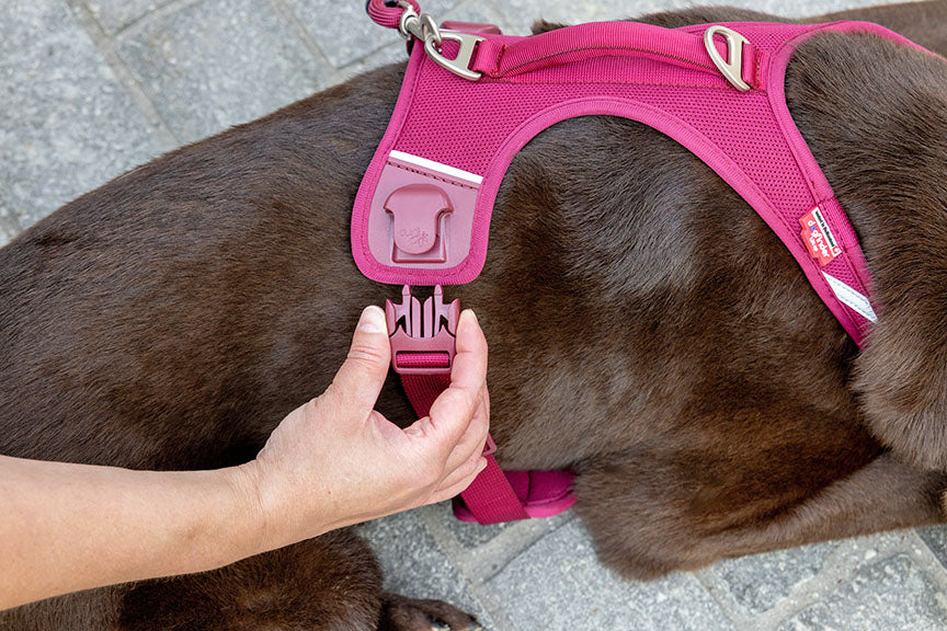 Curli Belka Harness Air-Mesh