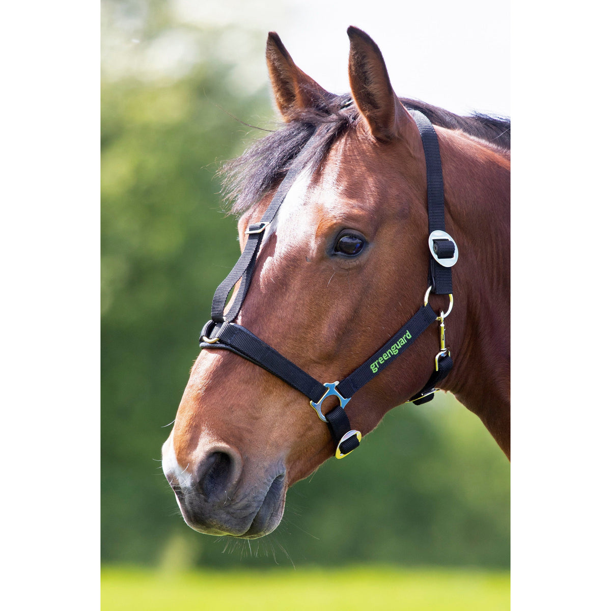 Greenguard Head collar Black