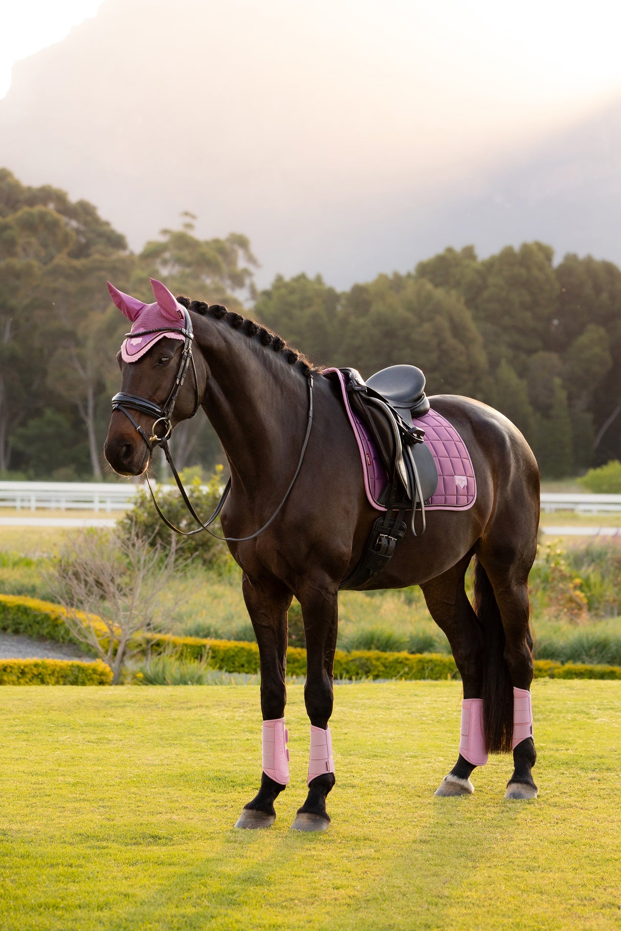 Le Mieux Loire Classic Dressage Square Mallow