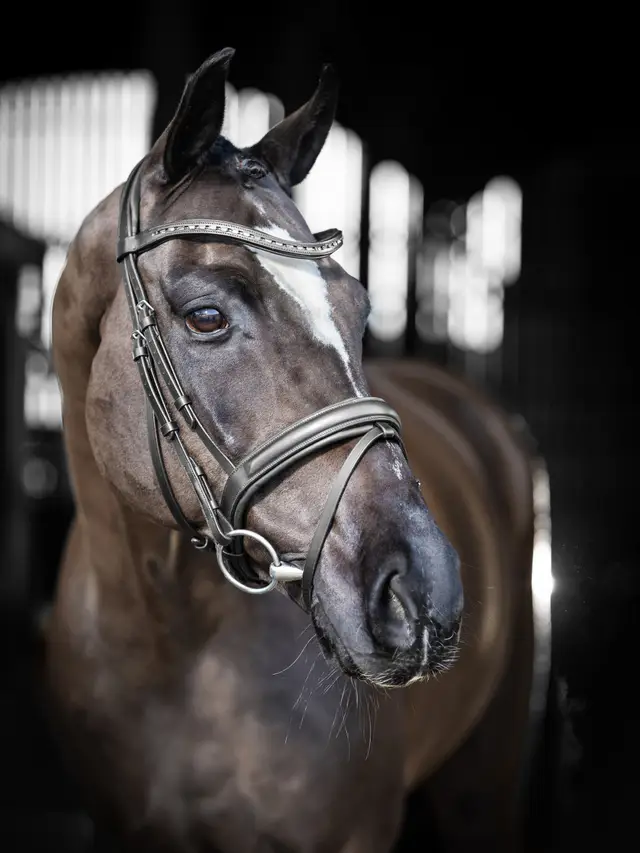 Le Mieux Arika Dressage Bridle