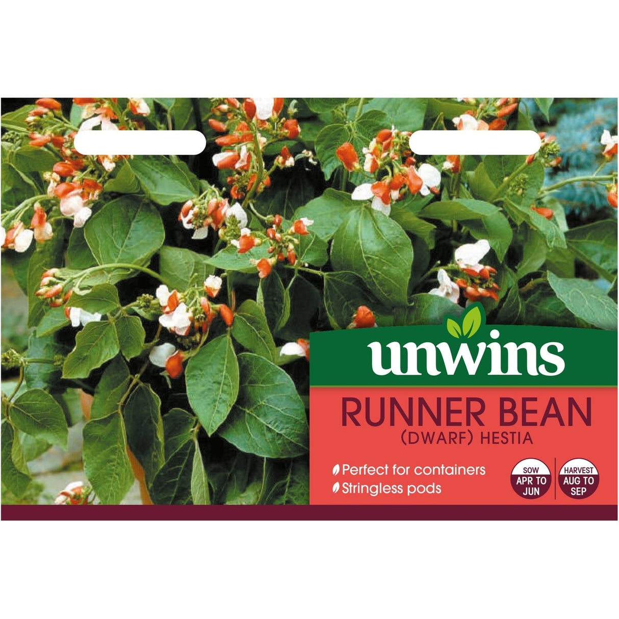 Unwins Runner Bean Hestia (Dwarf)