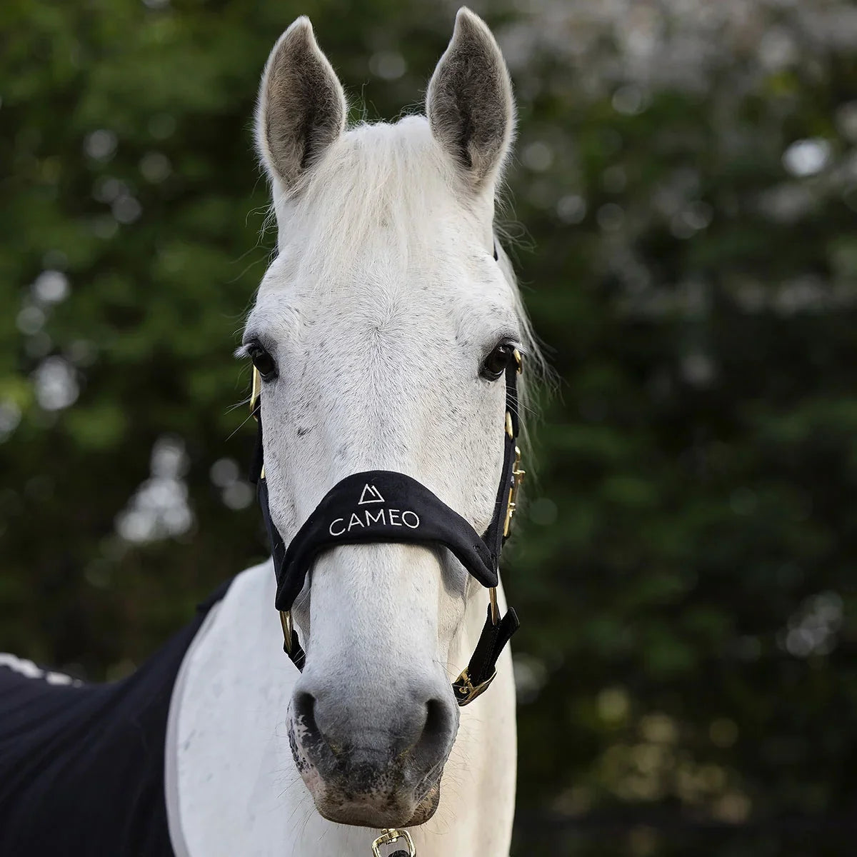 Cameo Equine Suede Elite Headcollar & Leadrope Black
