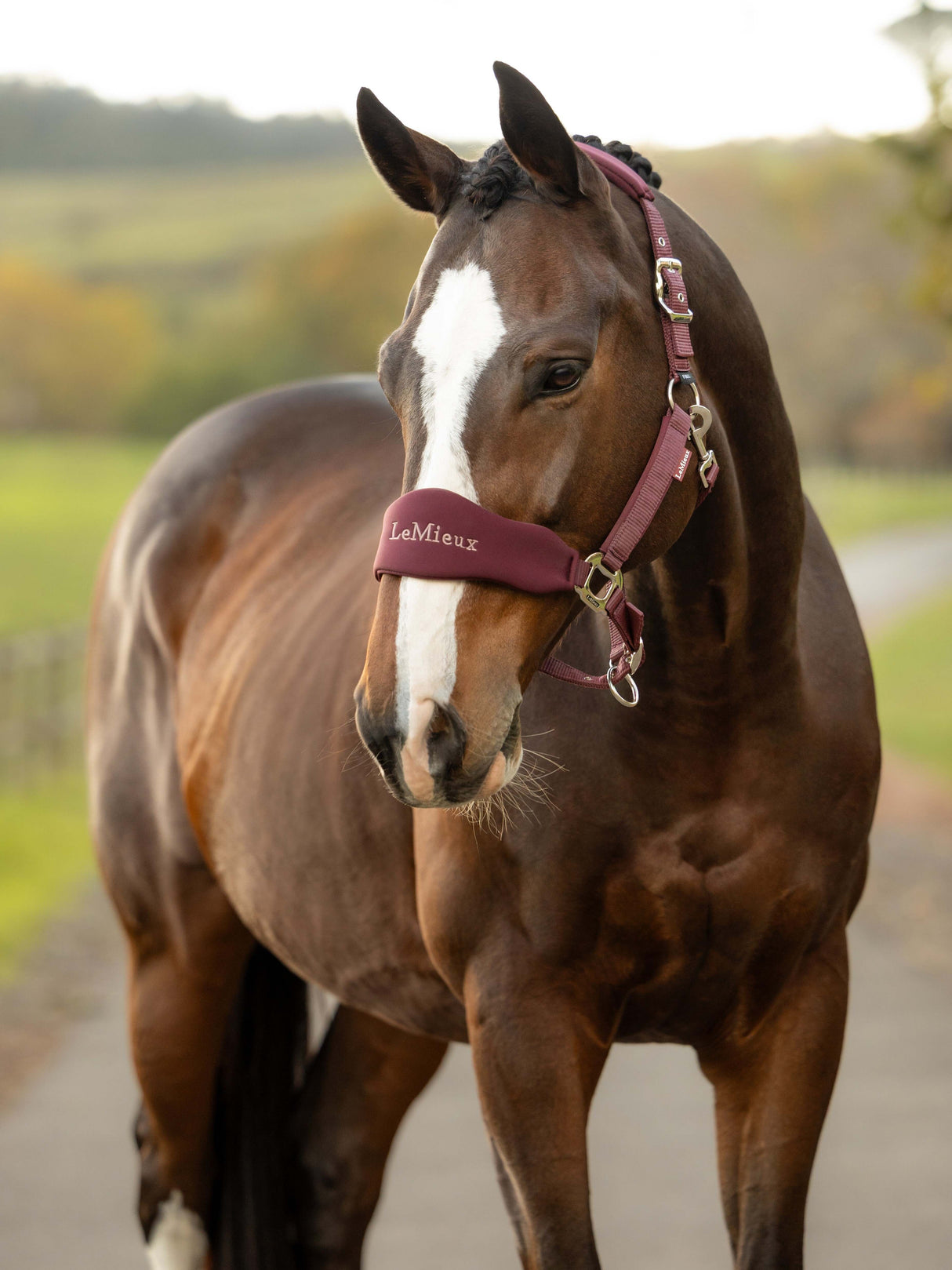 Le Mieux Breakaway Vogue Headcollar & Leadrope Bramble