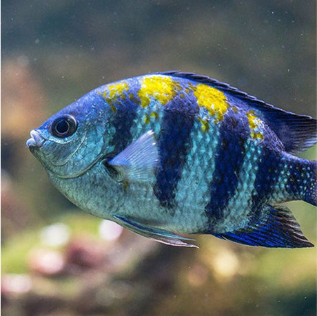 Aquatics