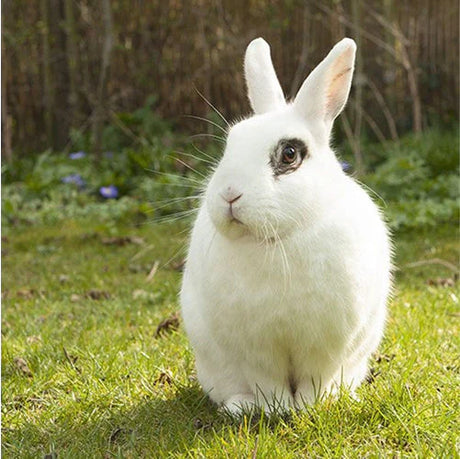 Small Pet