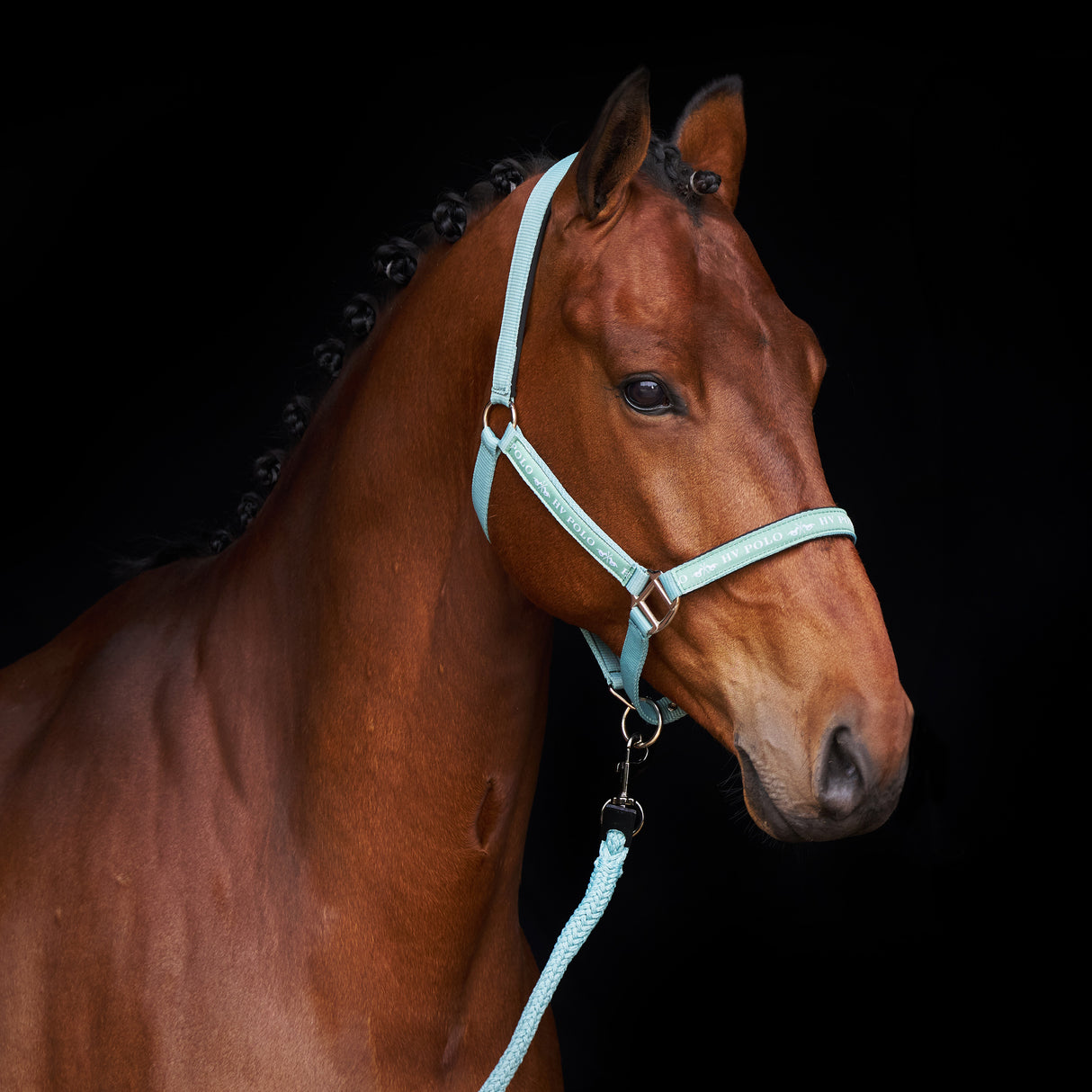 HV Polo Headcollar HVPNena Aqua Sky