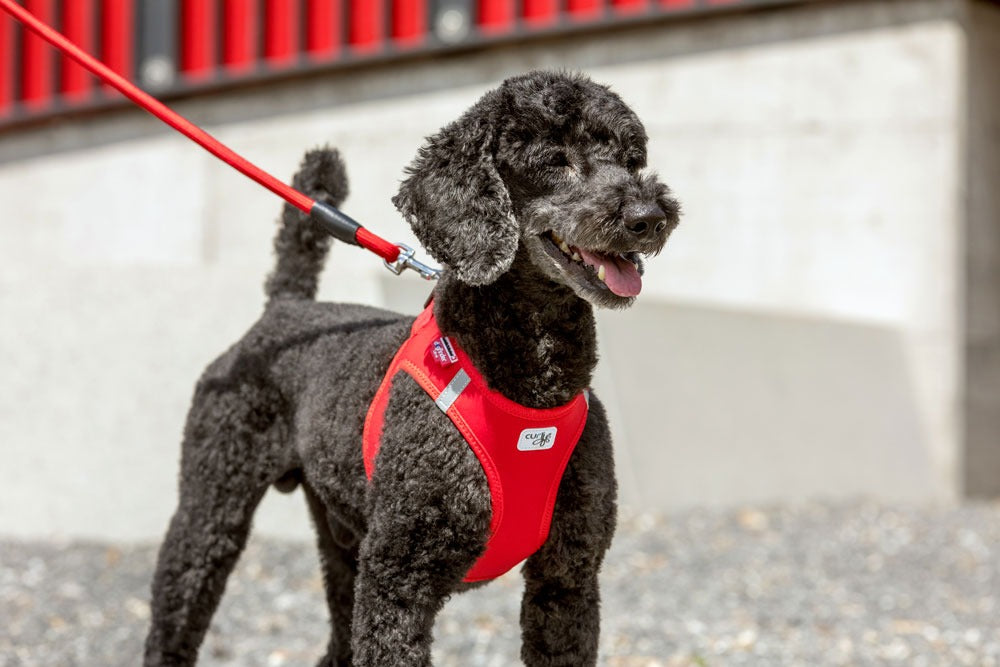 Curli Stretch Comfort Dog Leash