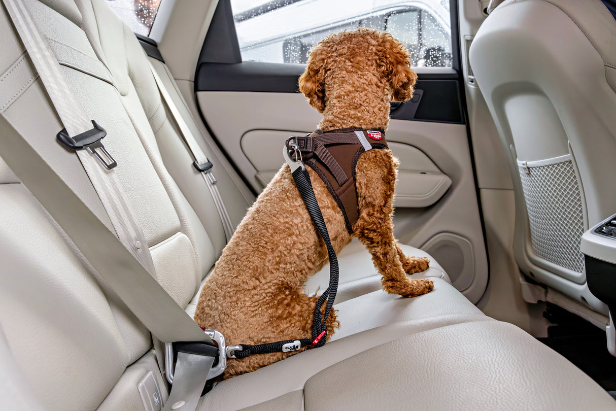 Curli Car Safety Belt V2