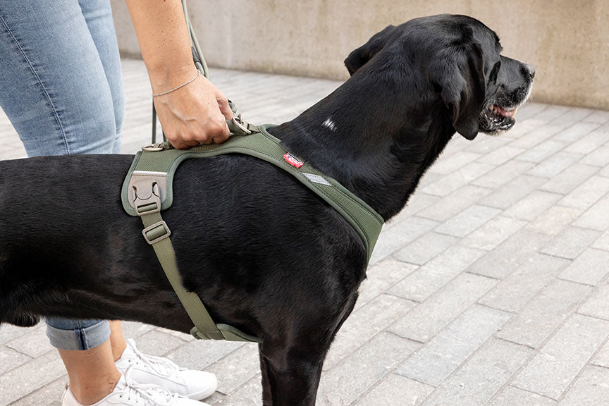 Curli Belka Harness Air-Mesh