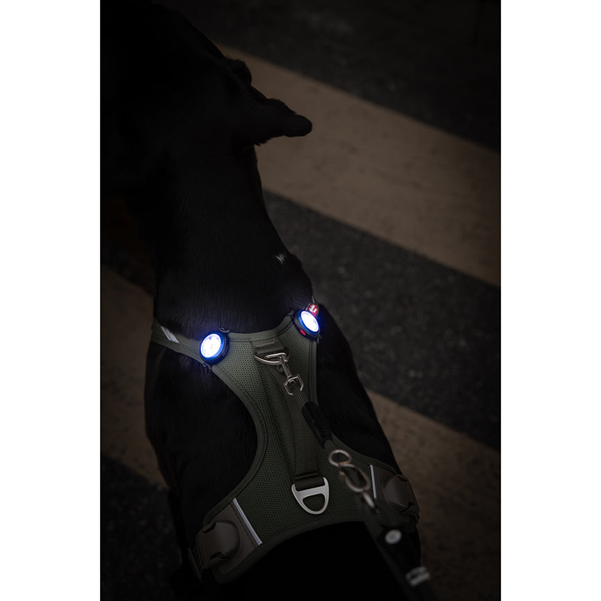 Curli Dog Luumi Safety LED