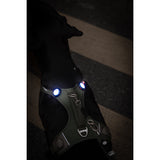 Curli Dog Luumi Safety LED