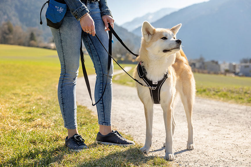 Curli Adjustable Dog Leash Nylon