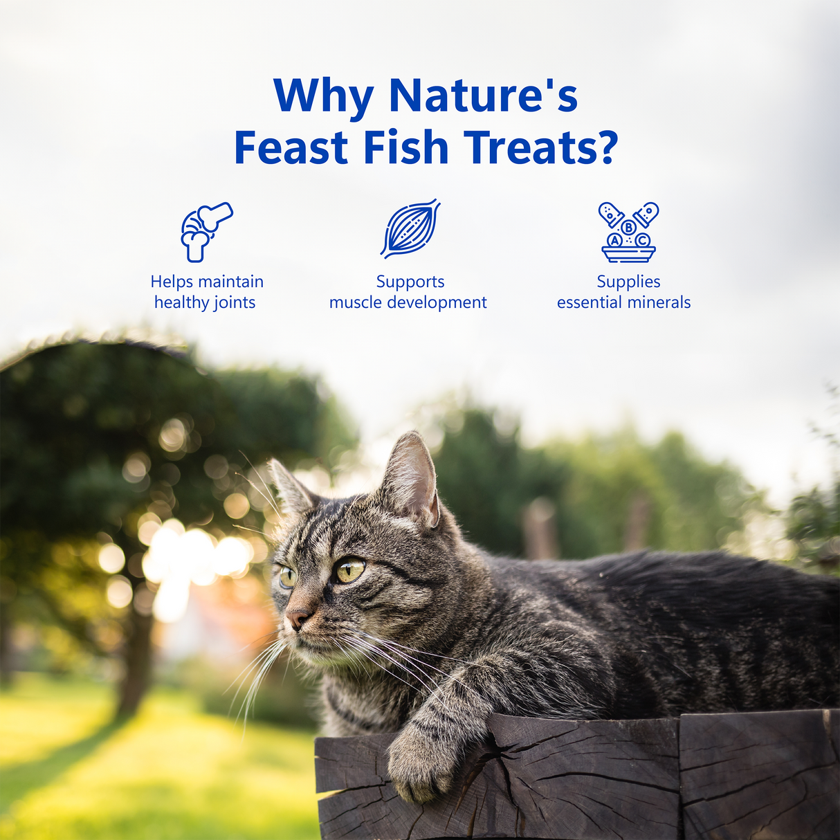 Pawfect Nature's Feast Freeze Dried Cat Treats Fish Meat 50g