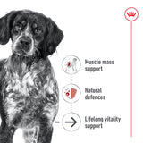 Royal Canin Medium Ageing 10+ 15kg