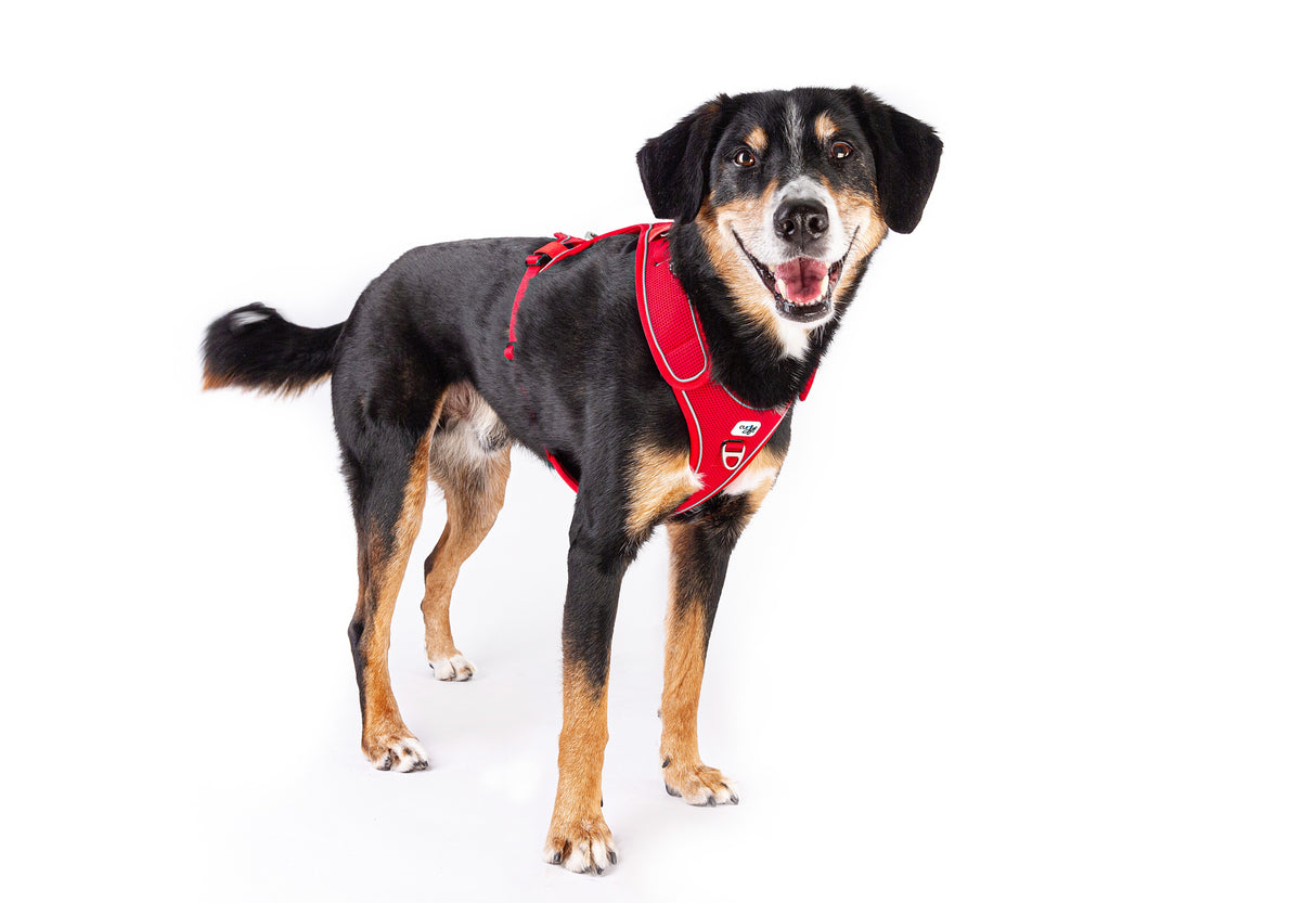 Curli Belka Harness Adjustable Neck