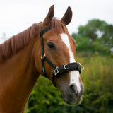 Cameo Equine Lunging Cavesson