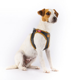 Curli Apple Leather Dog Harness