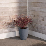 Strata Amesbury Small Tapered Round Planter Ash