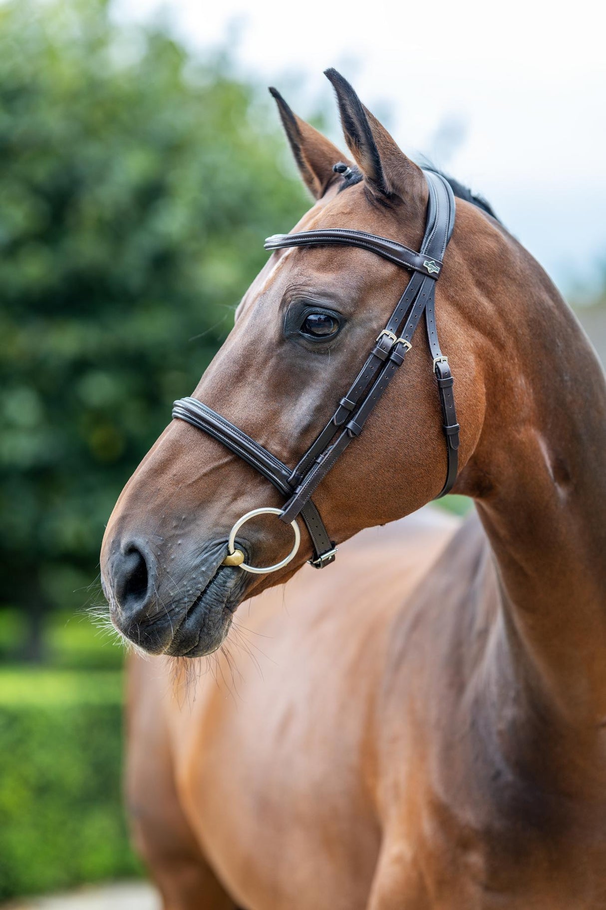Le Mieux Arika Cavesson Bridle