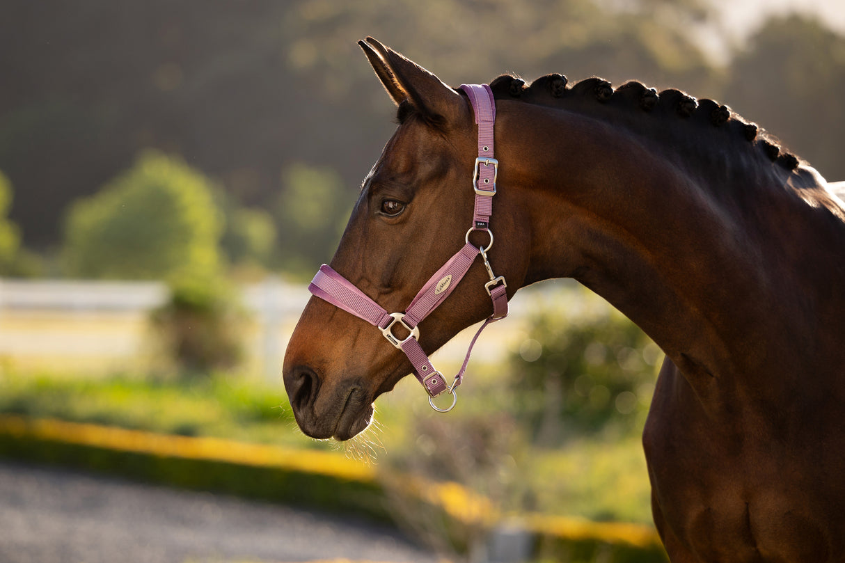 Le Mieux Versailles Headcollar Mallow