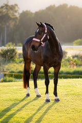 Le Mieux Essence Headcollar Fondant