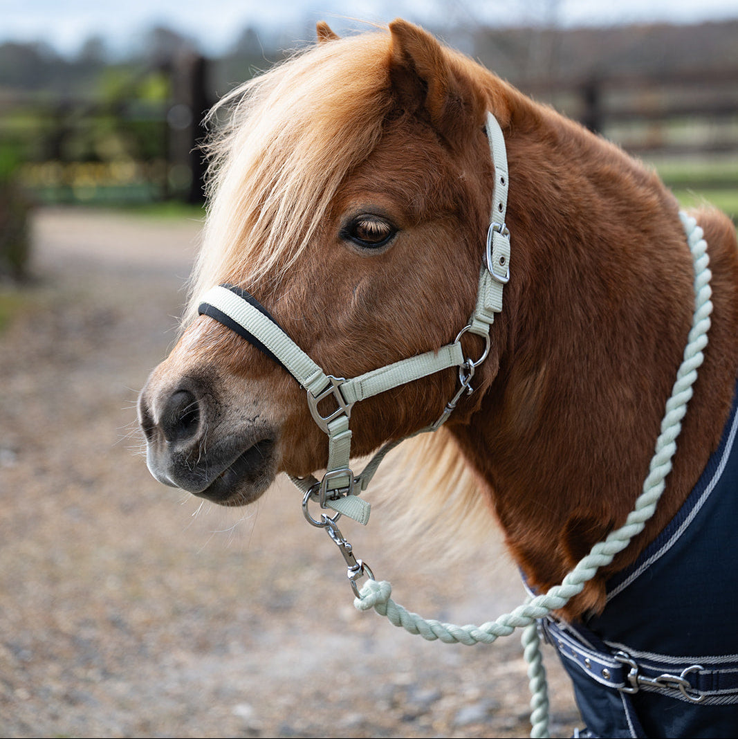 Rhinegold Mini Sorbet Padded Headcollar & Rope Set Pistachio Greed
