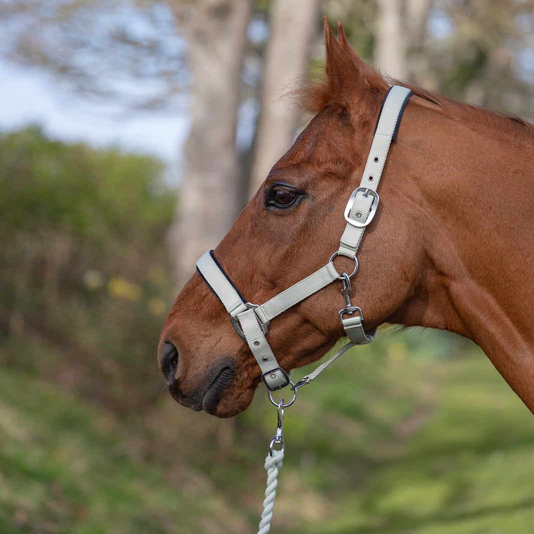 Rhinegold Sorbet Padded Headcollar & Rope Set Pistachio Green