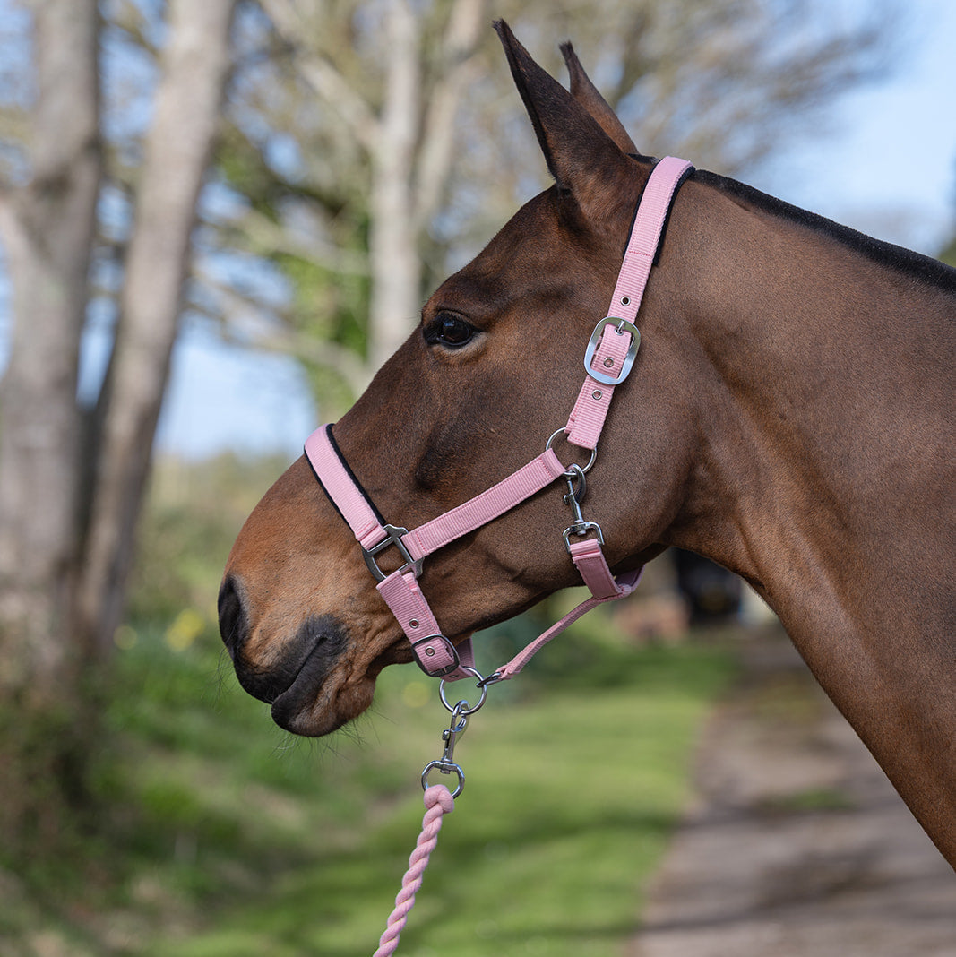 Rhinegold Sorbet Padded Headcollar & Rope Set Candy Floss Pink