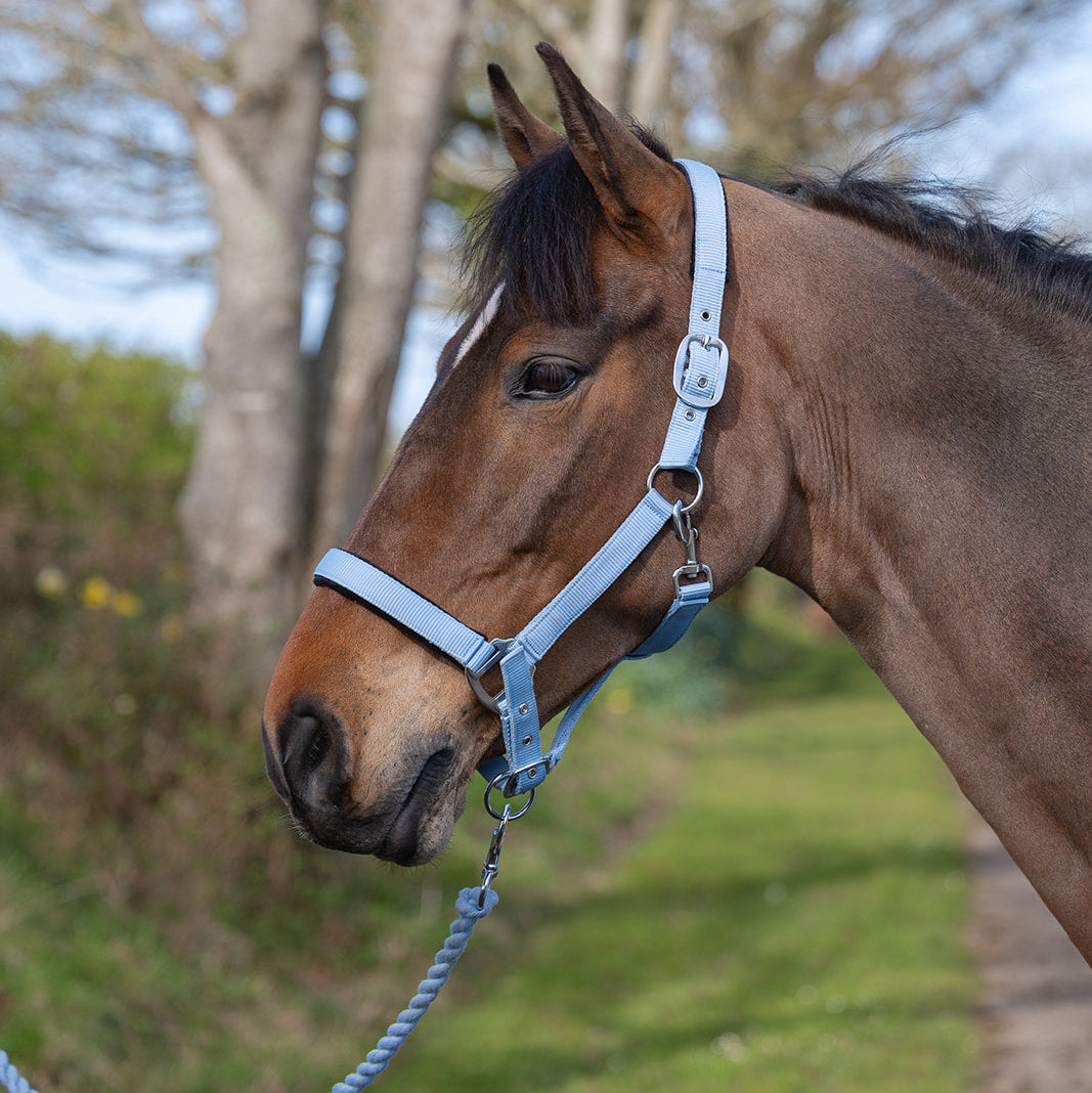 Rhinegold Sorbet Padded Headcollar & Rope Set Bubblegum Blue