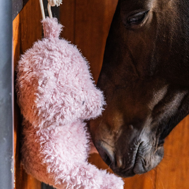 Kentucky Horsewear Relax Horse Toy Bear Old Rose