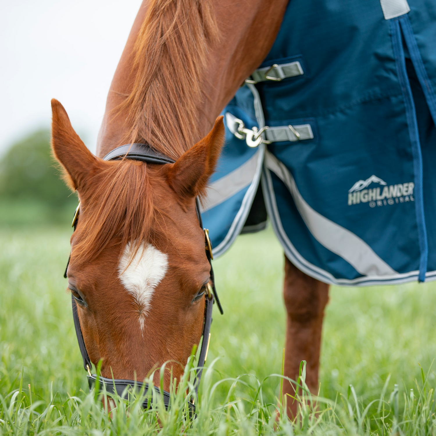 Shires Highlander Original 50g Turnout Rug & Neck Set Ocean