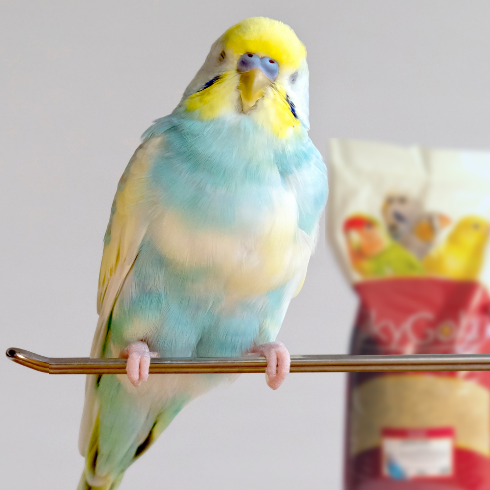 SkyGold Budgie 50/50 20kg