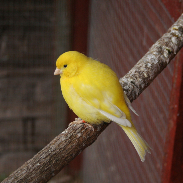 SkyGold Popular Canary 20kg