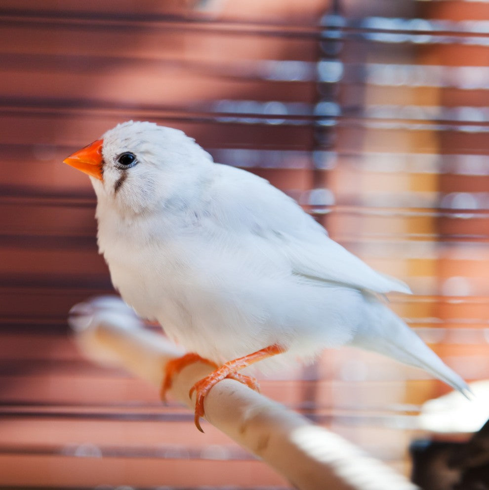 SkyGold Popular Foreign Finch 20kg