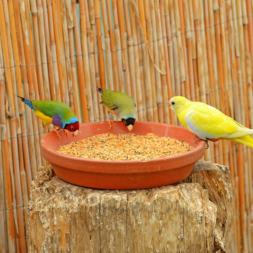 SkyGold Popular Parakeet 20kg