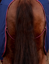 Weatherbeeta Cotton Show Sheet Standard Neck Navy / Burgundy