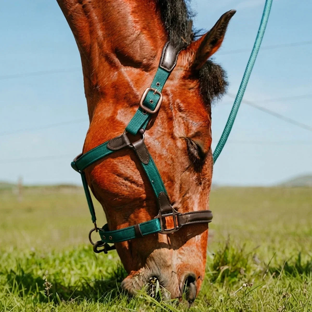 Cameo Equine ComfortPro Headcollar Evergreen