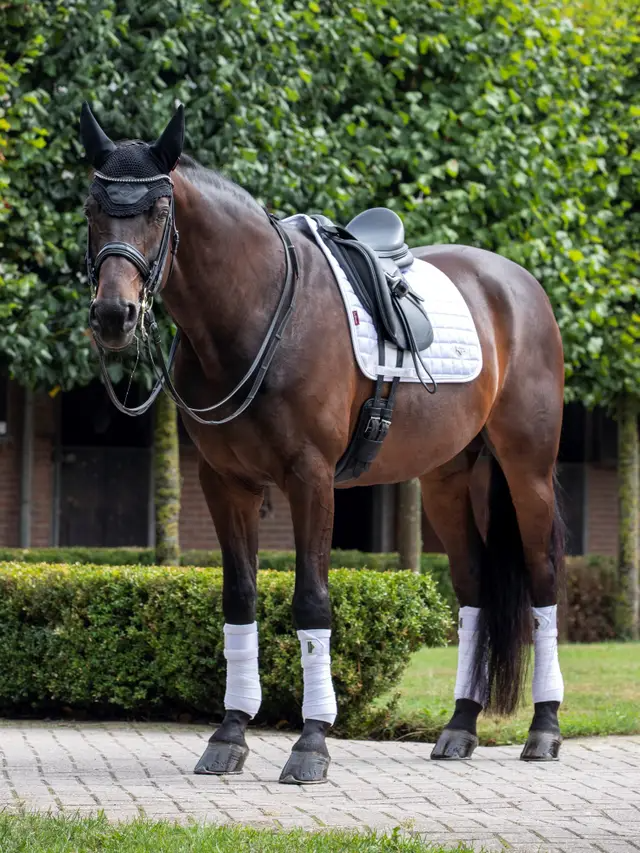 Le Mieux Loire Classic Dressage Square White L