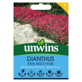 Unwins Dianthus Ideal Select Rose