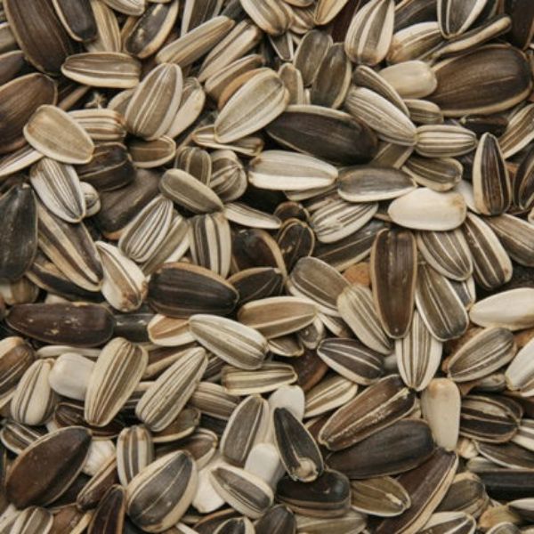 Picture of Medium Sunflower Seed 12.75kg