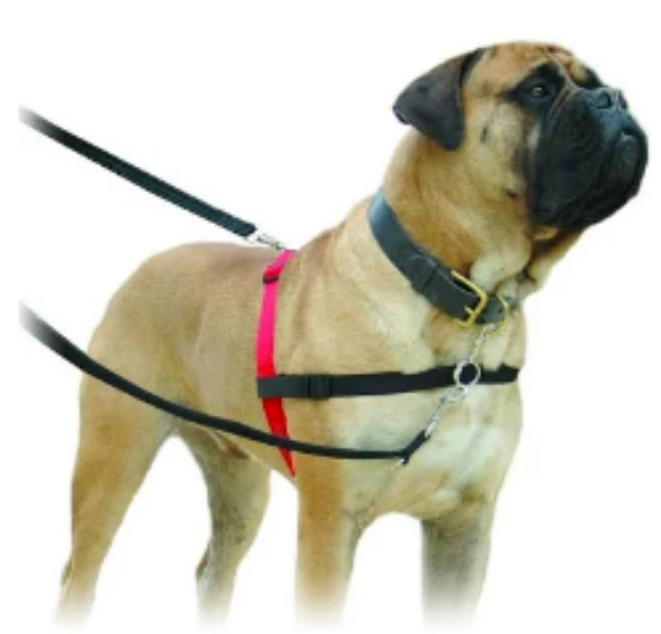 Picture of Company of Animals Halti Harness Large