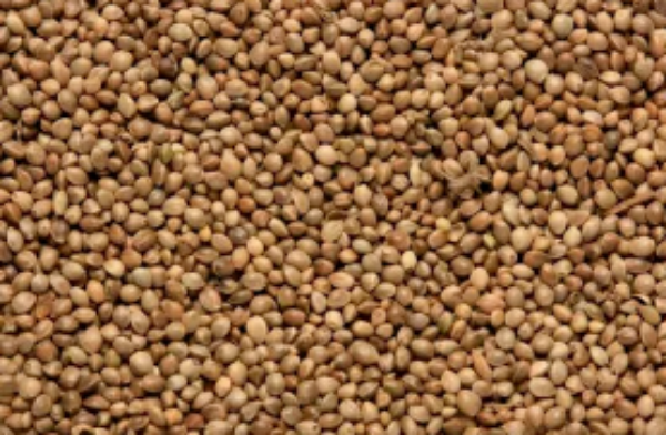 Picture of Copdock Mill Hemp Seed 15kg