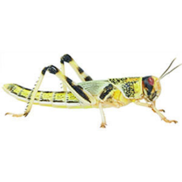 Picture of Peregrine Locusts Pre Pack Extra Large