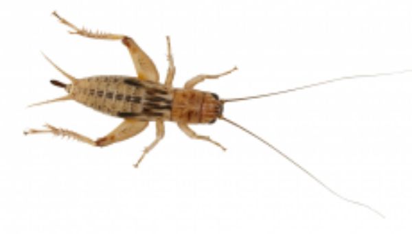 Picture of Peregrine Silent Crickets Pre-Pack Standard