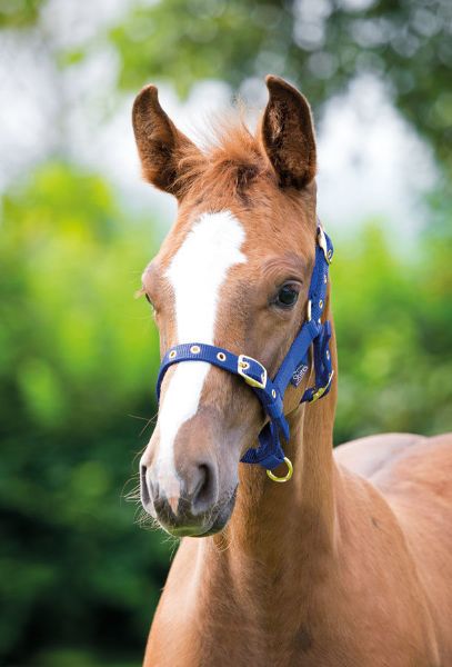 Picture of Shires Foal Headcollar