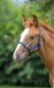 Picture of Shires Foal Headcollar