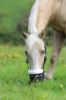 Picture of Shires Comfort Grazing Muzzle